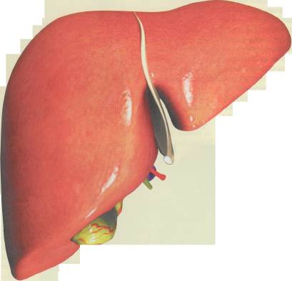 KARACİĞER TRANSPLANTASYONU NAKLİ